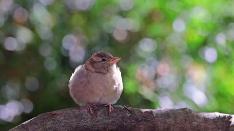Cute Animal Ep152