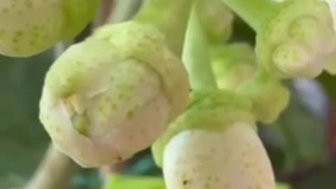 #shorts Surprise: #pomelo #tree sprouting #fruits 🍈 #fruit #food #plant, #nature #homegrown #citrus