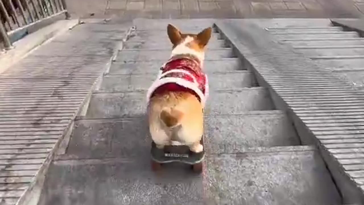 Wow dog play skates