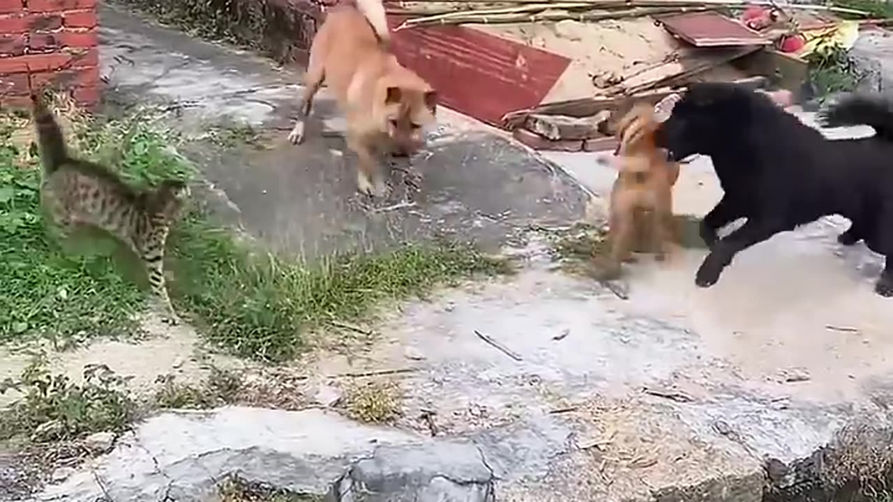 Cat and dog