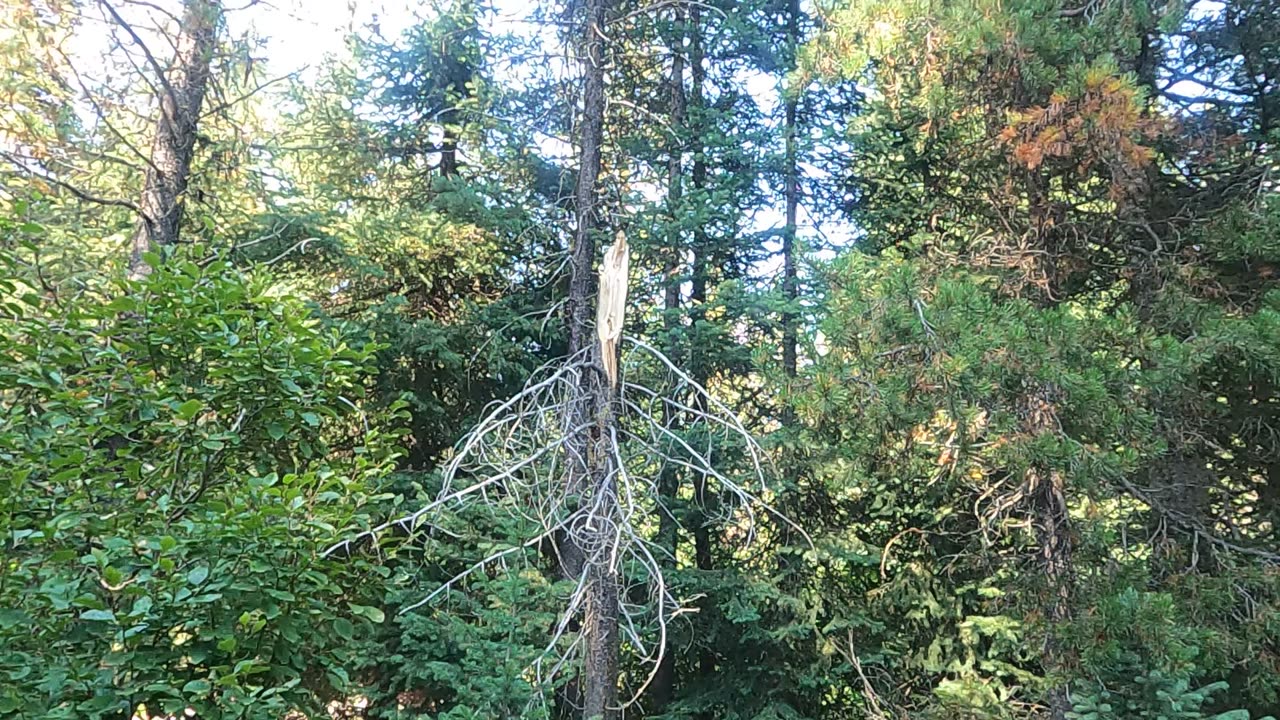 Bigfoot Evidence - classic path blocking