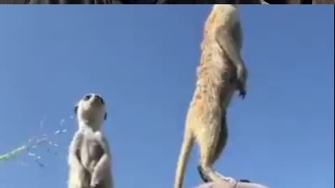 Meercats Outpost On Photographer