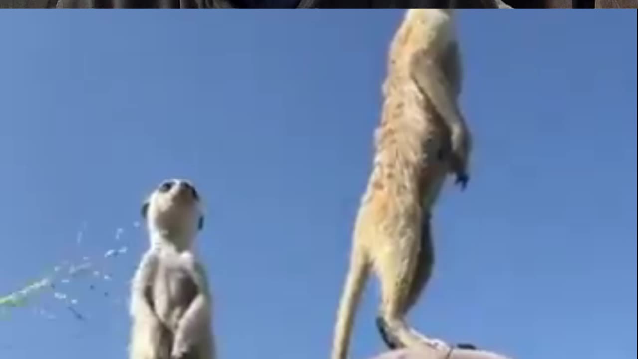 Meercats Outpost On Photographer