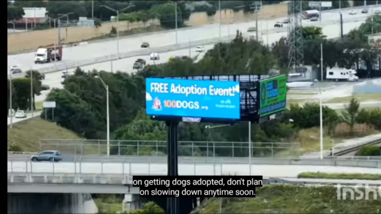 I adopted 100 dogs