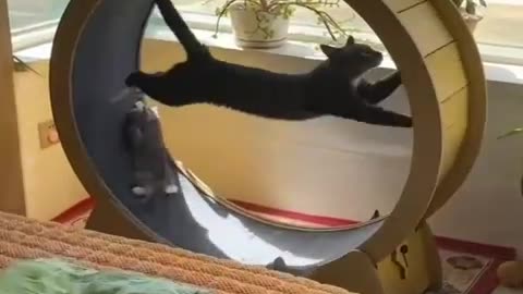 cats with kittens