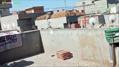 على المباشر