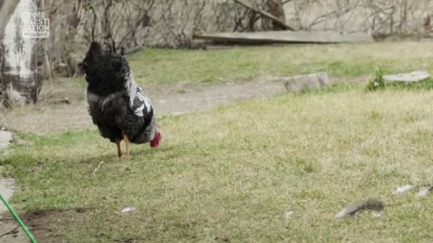 ABSURDALNE PRZESTĘPSTWA 1 dokument pl