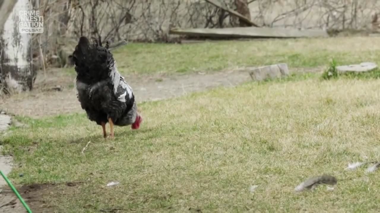 ABSURDALNE PRZESTĘPSTWA 1 dokument pl