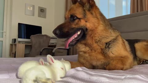 German Shepherd and Cute Tiny Bunnies