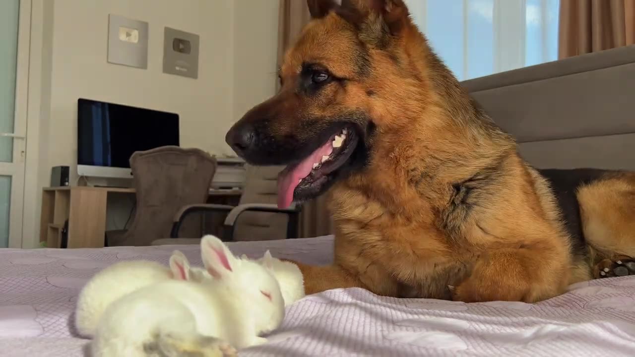 German Shepherd and Cute Tiny Bunnies