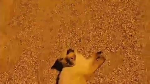 😂🦊 Why Are These Foxes So Relaxed? | FunFM