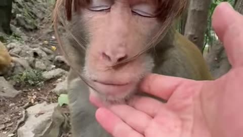 Monkey Kiss