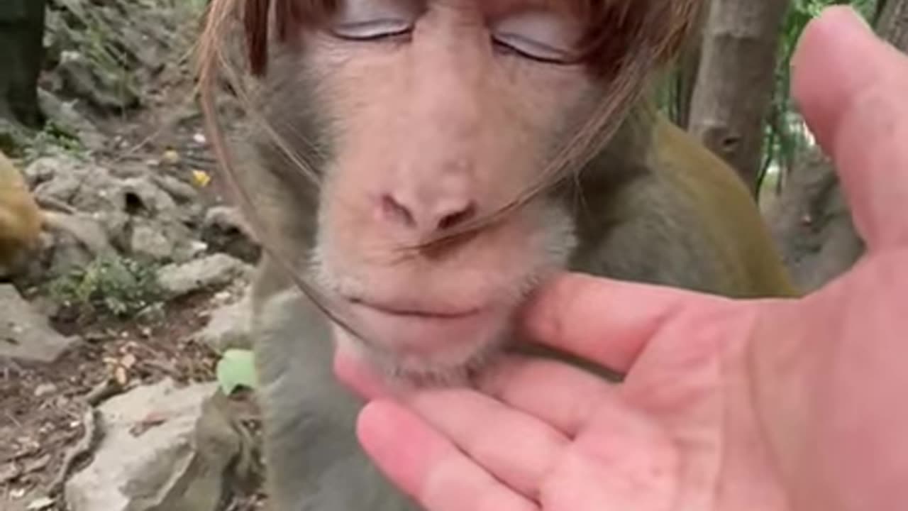 Monkey Kiss