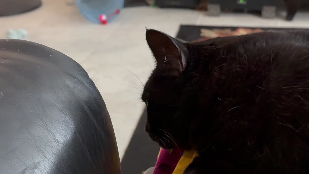 Cute Precious Piper is an Awake Lap Cat - My Adopted Shelter Cat Vlog