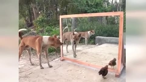 Funny ANIMALS videos 😂 | Funniest animal's reactions in 2025 🐶😼