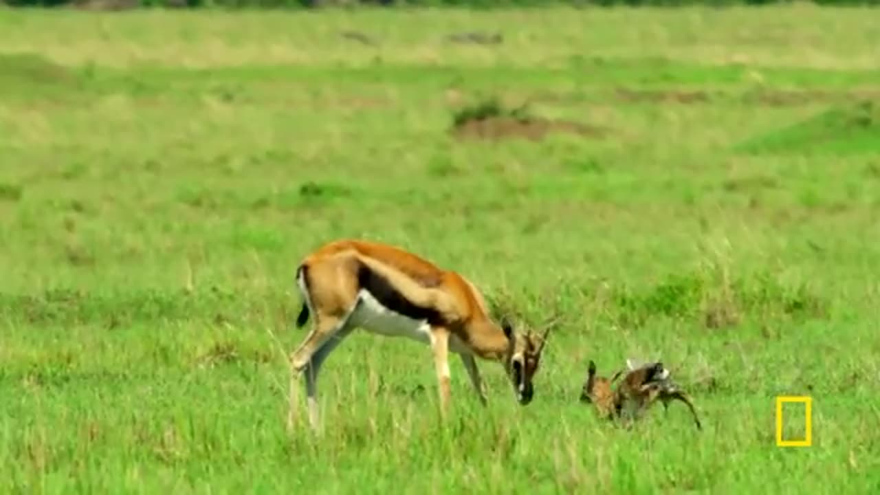 Surviving the grassland (full episode)
