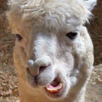 Chew On This! 🦙😆 | Sounds of Nature