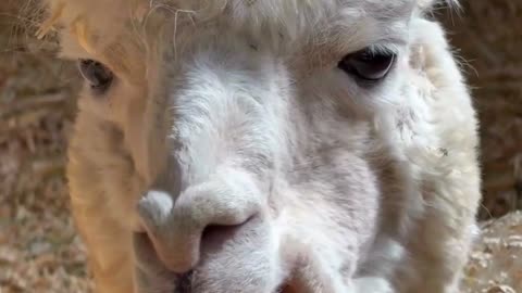 This Llama’s Chewing Like It’s Serious Business 🦙😂#shorts #shortvideo #shorts #funny #cute