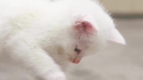 This Cat Is Pure Sunshine ☀️🐱 Cutest Thing You’ll See Today!
