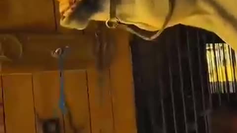 try not to laugh