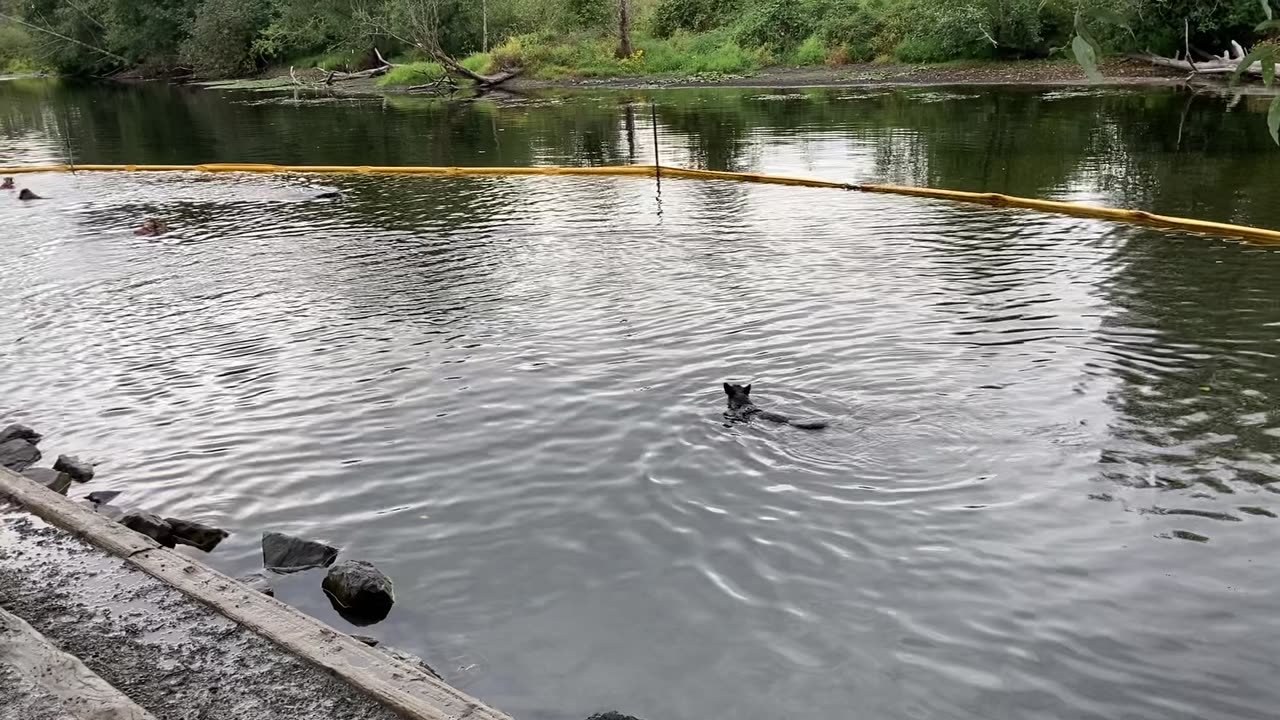Yuma swims for the first time