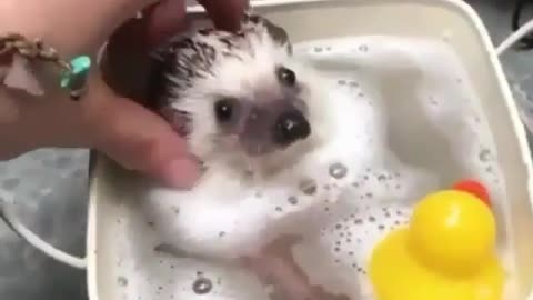 Fun Animals