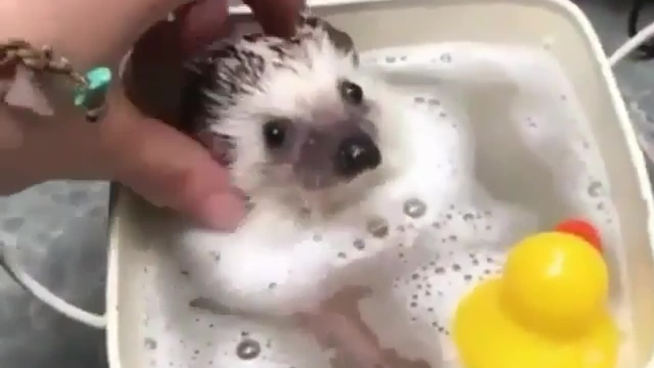 Fun Animals
