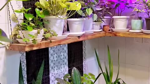 Beautiful and lush houseplants