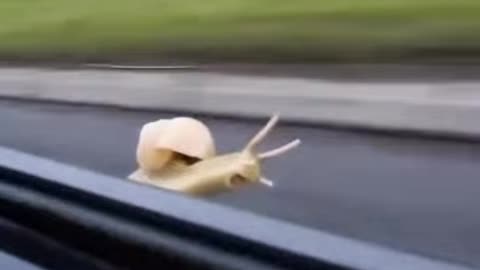 Snail Scream