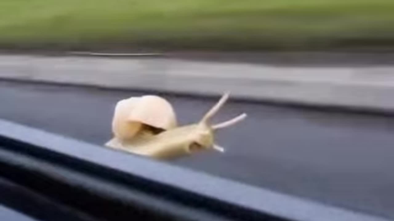 Snail Scream
