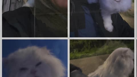 Chilly dusk sit down with Megha