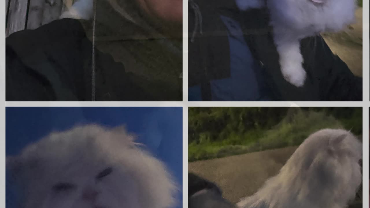 Chilly dusk sit down with Megha