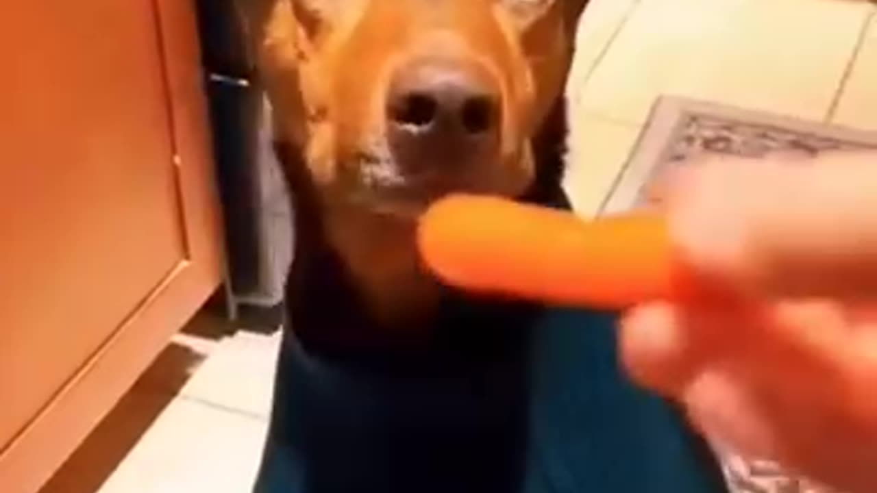 Funny animals