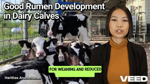 Why Good Rumen Development is the Secret to Successful Dairy Calves