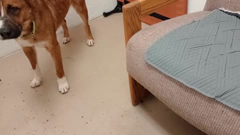 Chopper 2y A854679 @TRN, from kennel 209 harrys haven PACC shelter 20250511_145