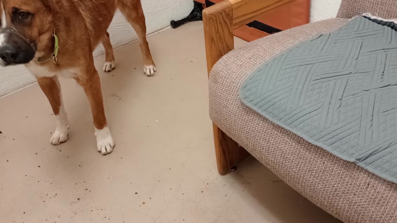 Chopper 2y A854679 @TRN, from kennel 209 harrys haven PACC shelter 20250511_145