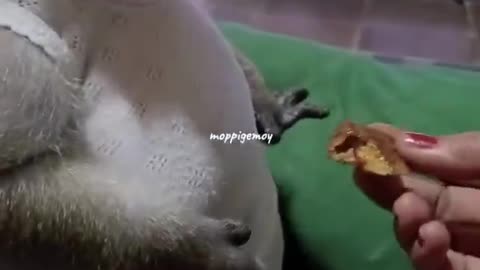 Fat Monkey