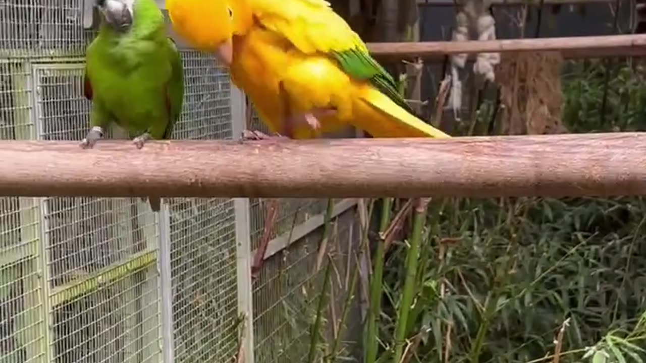 These birds love a good dance move,