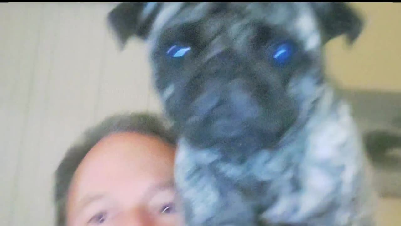 Alpha Pug Pug Works from Home Diary