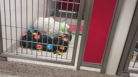 Chad-left white 10y A699691 kennel 186 PACC shelter needs good bit 2 relax but all good20250704_456