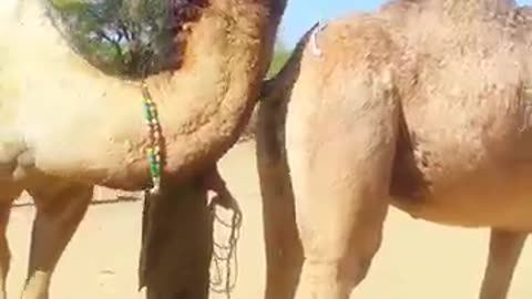 How to handle a desert Bull Camel #wildlife #ytshorts #animals #الجمال #camels #views_viral #shorts