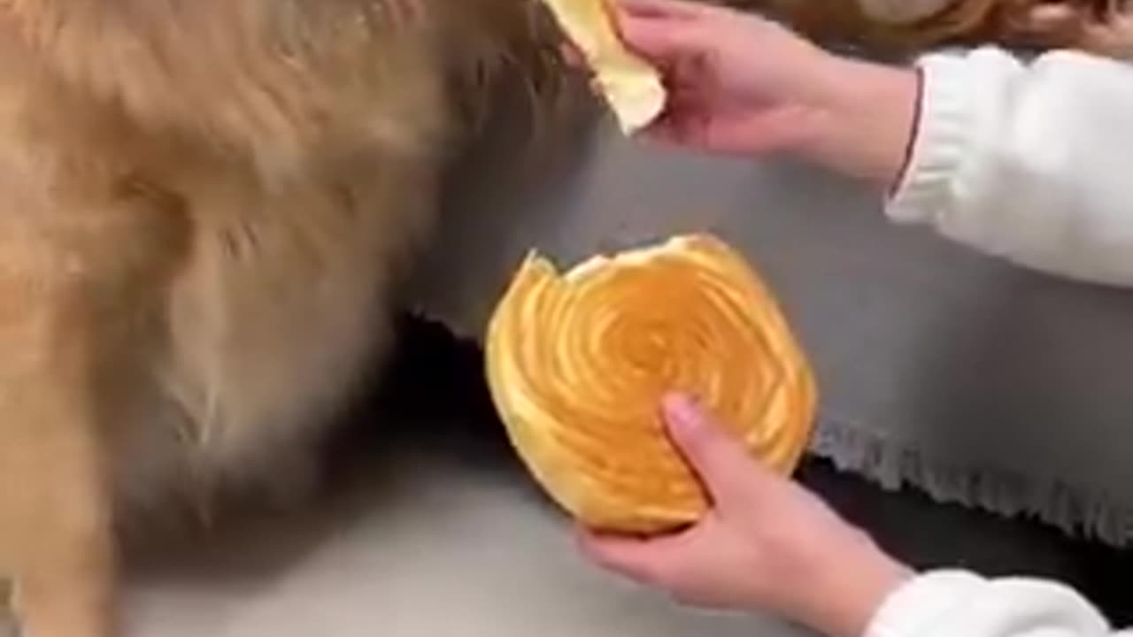 This dog is smart | funny video | crazy clips