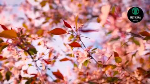 Instrumental Bright Background Music