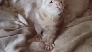 Ferret vs Lambchop