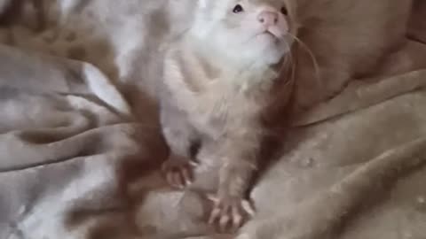 Ferret vs Lambchop