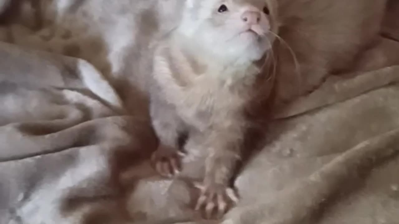 Ferret vs Lambchop