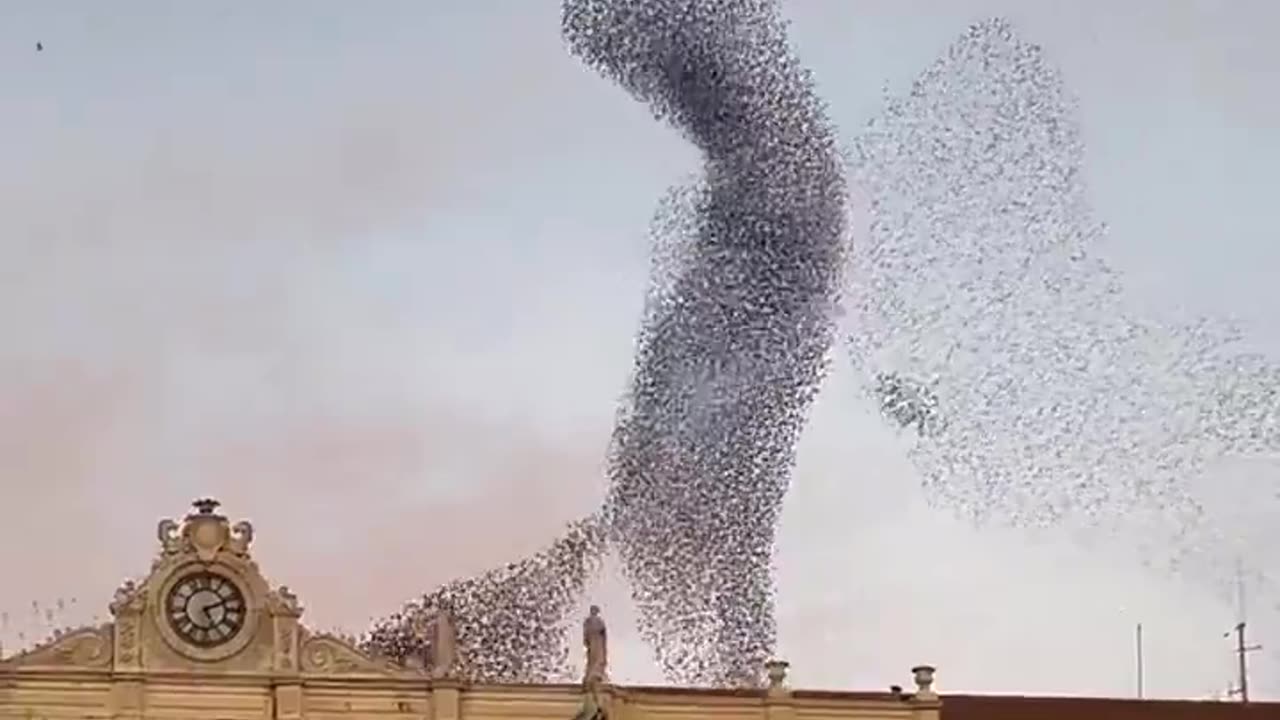 Murmuration of starlings in Italy.. 😊