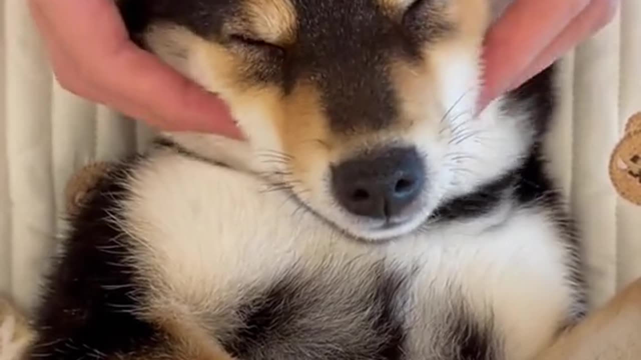 Puppy smart