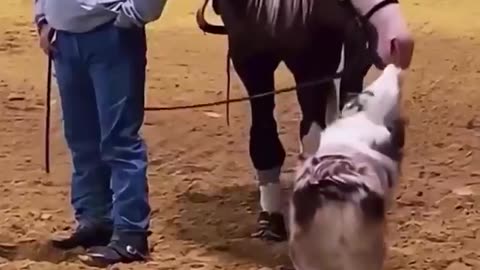 A dog and a horse