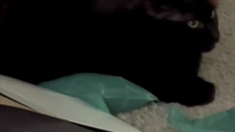 Cute Precious Piper Wants Me to Clean Up the Mess - My Adopted Shelter Cat Vlog #shorts 